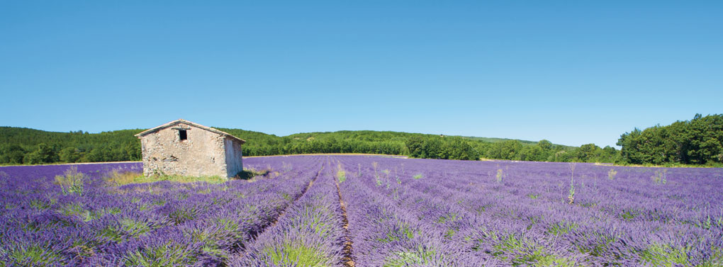 Ferienhaus in Frankreich Lavendelfeld