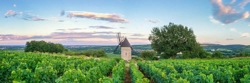 Wijngaarden in de Bourgogne