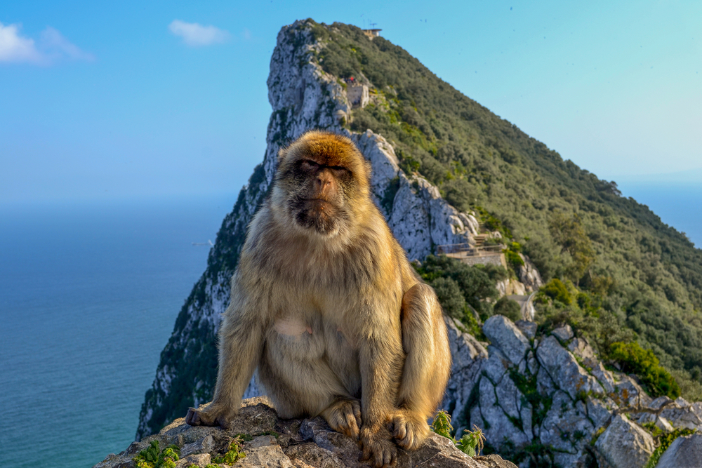 makaak gibraltar