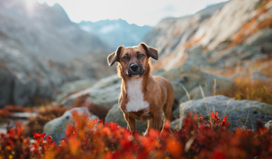 hond in de bergen van Zwitserland