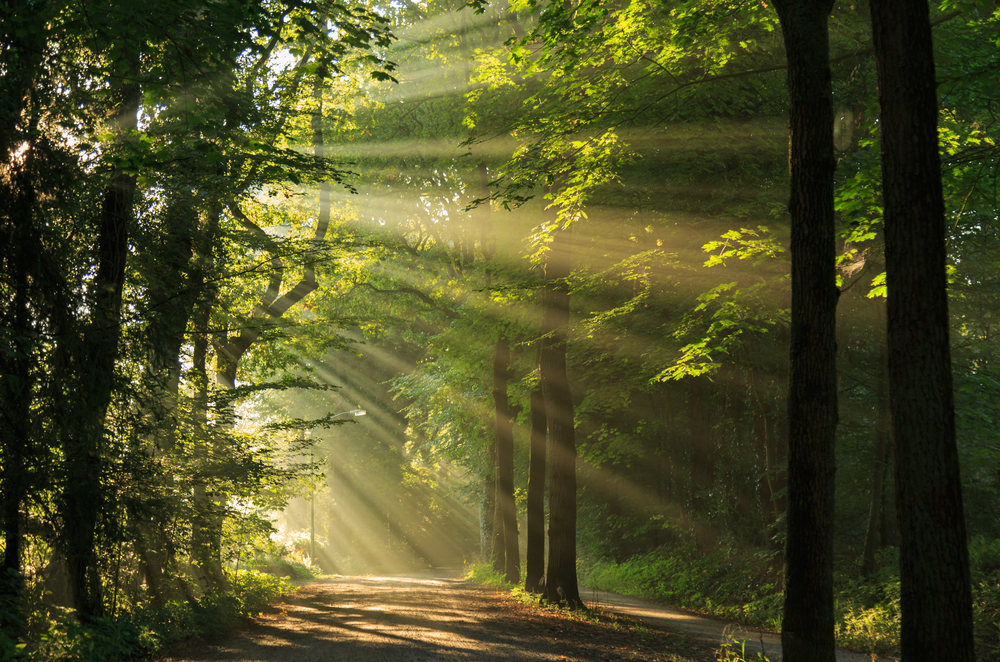 Zonsopkomst in een bos in Drenthe