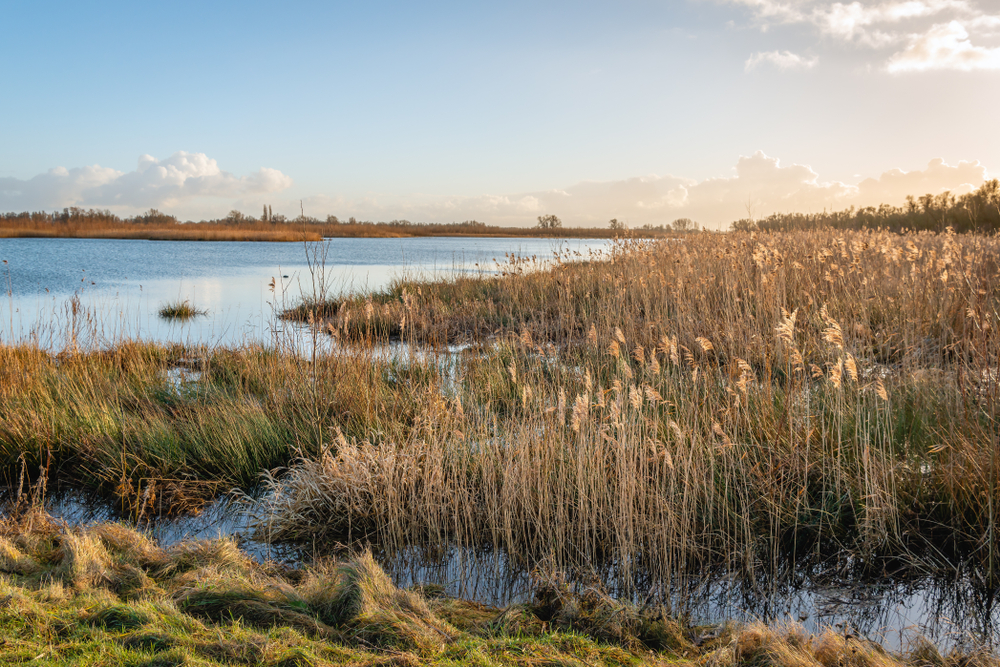 Uitzicht over de Biesbosch