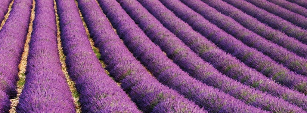 een uitgestrekt lavendelveld