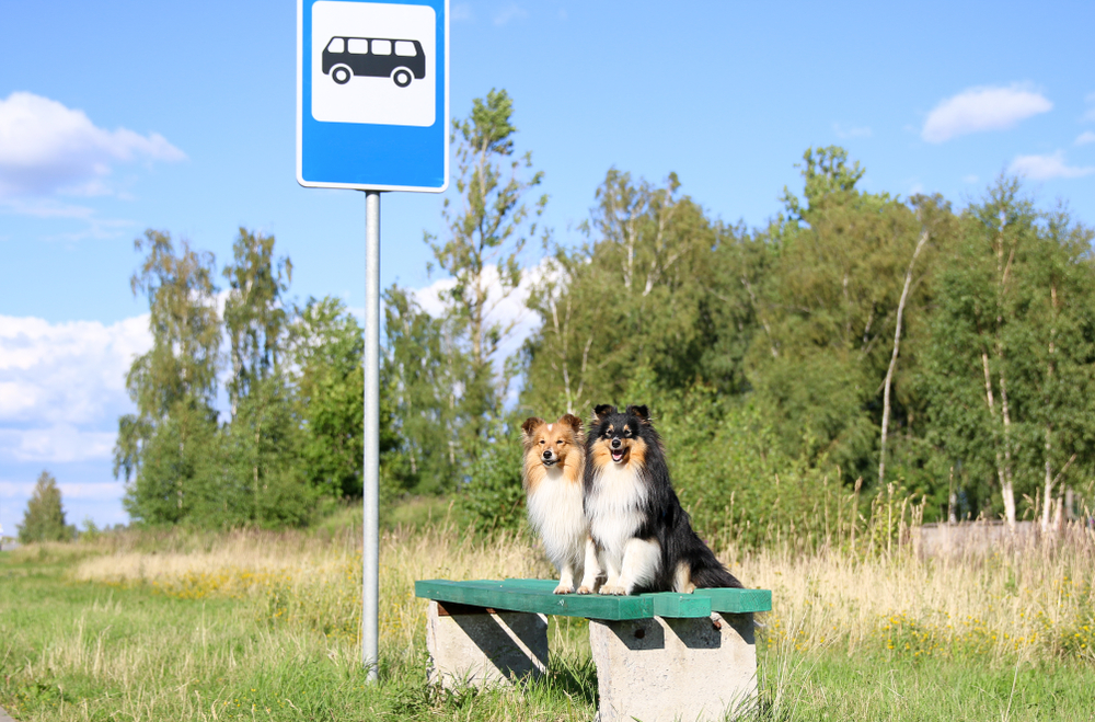 Reizen met de hond, honden wachten bij de bushalte