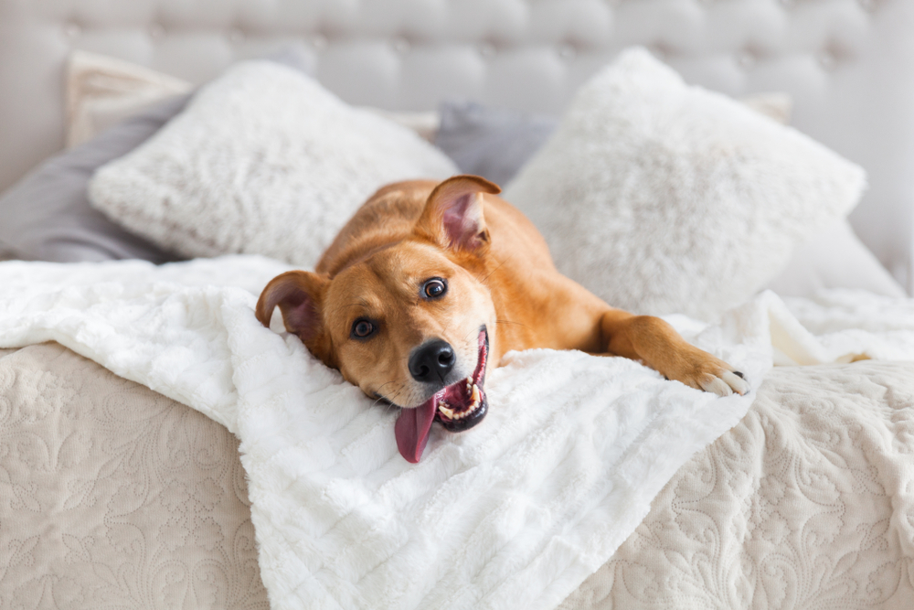 Met de hond verblijven in uw accommodatie, hond ligt op bed in het hotel of vakantiehuis