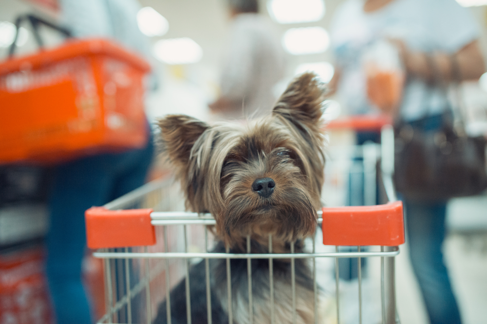 Shoppen met de hond, hond zit in een winkelkar
